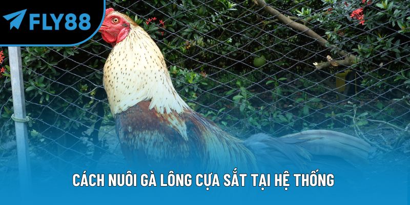 Cách nuôi gà lông cựa sắt tại hệ thống 